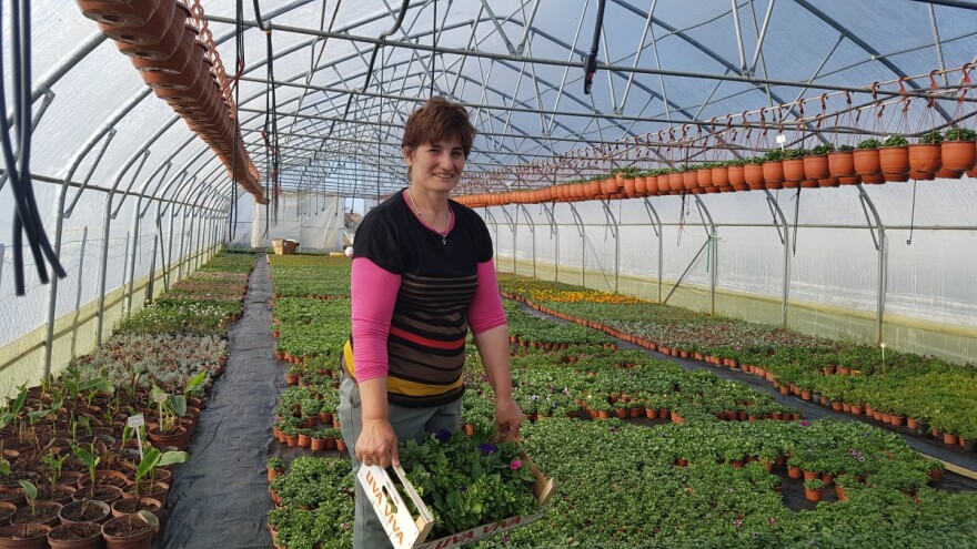 Uzgajivači cvijeća i ljekovitog bilja - skoro dvije trećine robe nemaju gdje prodati