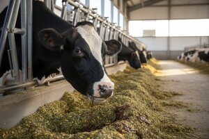 Sladorana na sajmu AGRA 2011. u Gornjoj Radgoni u Sloveniji