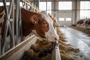 Sladorana, Viro i Slavonija nova na sajmu u Gudovcu