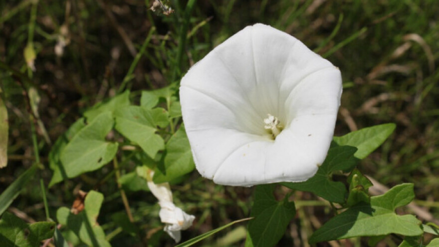 Kako se na prirodan način riješiti slaka?