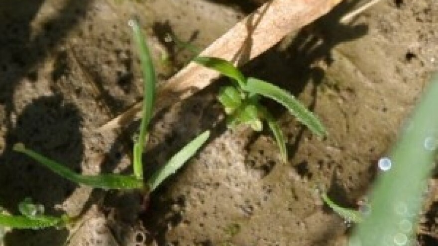 Riješite se obične slakoperke