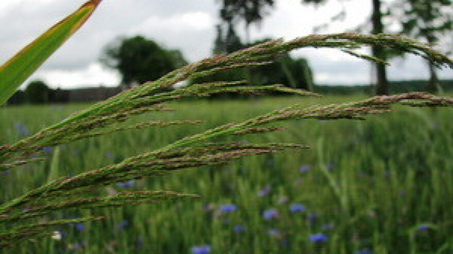 Neprimjetni kradljivac uroda