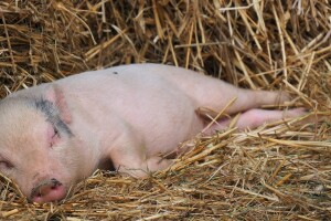 Proglasili slamu otpadom od kojega žele praviti biogorivo, EU poljoprivrednici se protive odluci