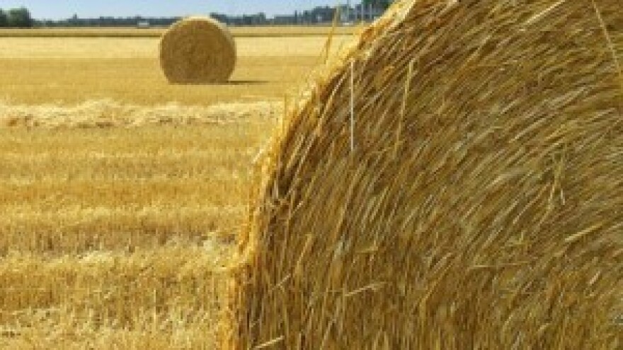 Slama nikad traženija