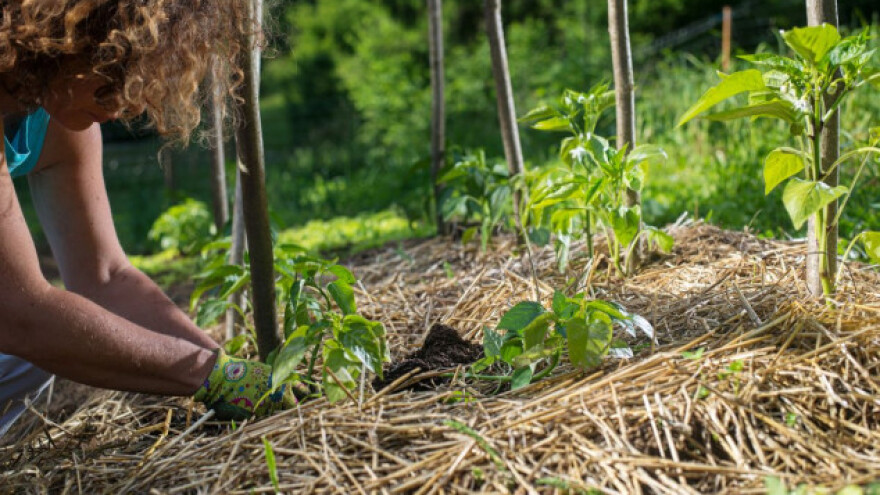Slama, sijeno i lišće štite biljke od hladnoće
