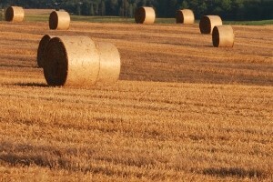 U petak nastavak isplate potpora za proizvodnu 2012. godinu