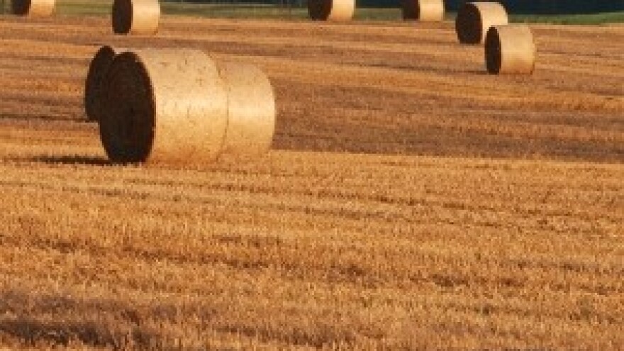 U petak nastavak isplate potpora za proizvodnu 2012. godinu