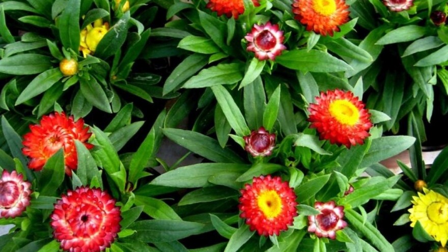 Šuškavac, salvija, nemesia - zaboravljene kraljice ljetnjih bašča