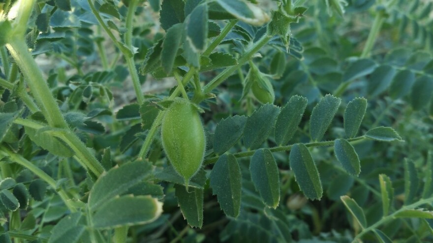 Slanutak - jedna od najotpornijih mahunarki na sušu