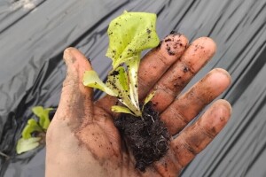 Sadnja salate u plasteniku - na što obratiti pažnju?