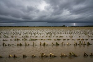 Slatina: Poplavljeni poljoprivredi nasadi