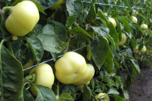 Ni paprika Virovitičanka neće pasti u zaborav