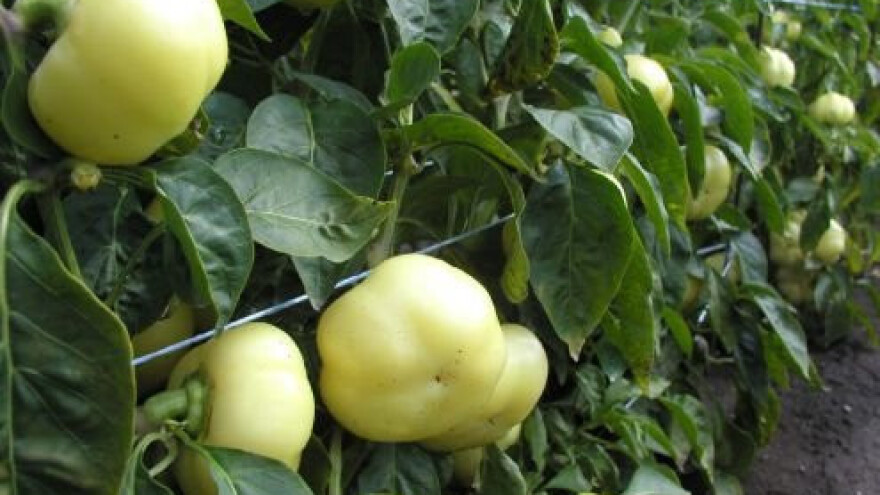 Ni paprika Virovitičanka neće pasti u zaborav