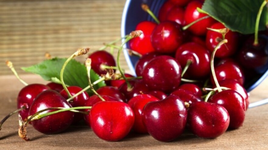 Od izvoza trešnje - 7 miliona dolara