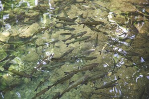 Slatkovodne ribe Mediterana među najugroženijim vrstama na svijetu?