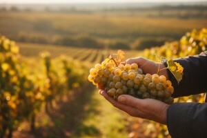 Slavio se završetak berbe graševine!
