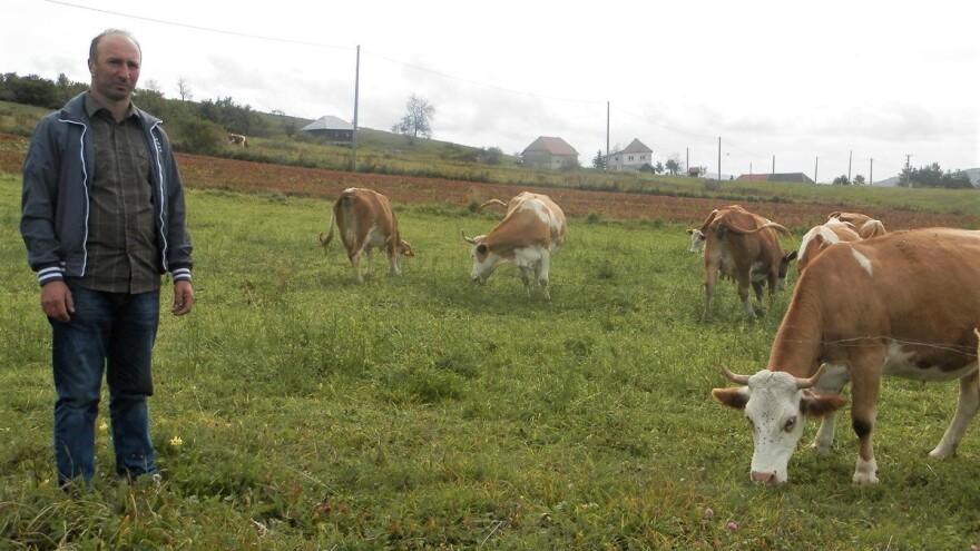 Lopovi zaklali bika i odneli meso, a vlasniku ostavili iznutrice