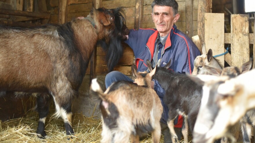 Slavko Brkić: Moj jarac Boško jak je kao traktor, a kad osjeti koze, niko mu na put stati ne može