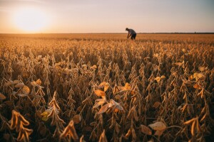 Slavonci i Baranjci proizvodit će ekološku soju za zemlje EU