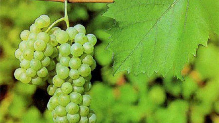 Dobro došli u Slavoniju - zemlju vrhunske graševine