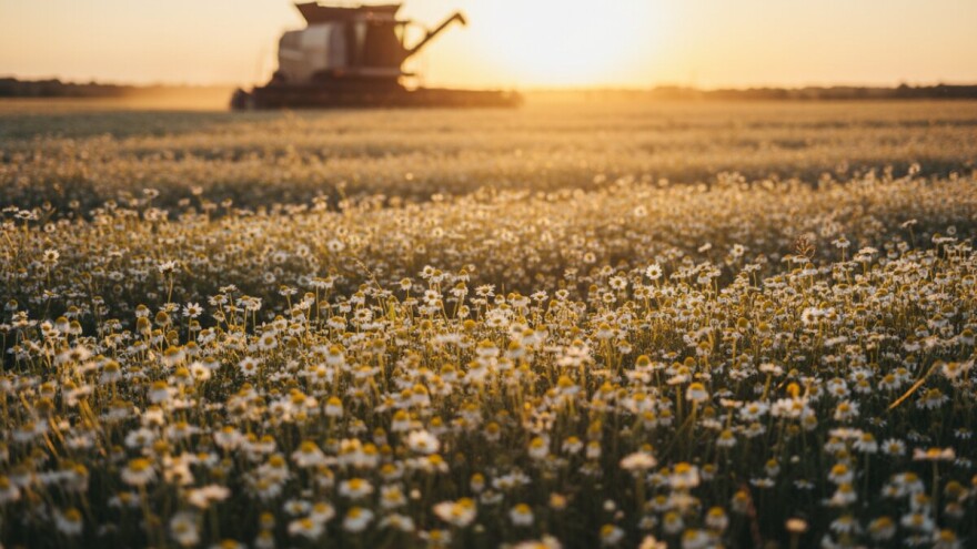 Slavonska ekološka kamilica na tržištu EU