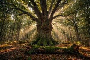 Slavonske prašume sa hrastovima gorostasima