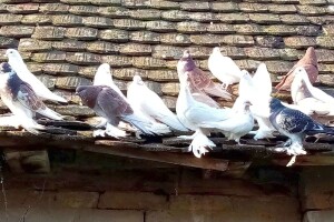 Slavonski gaćani ponovno se šepure po dvorištima istoka Hrvatske