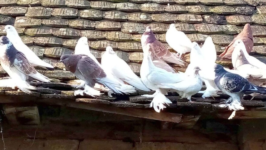 Slavonski gaćani ponovno se šepure po dvorištima istoka Hrvatske