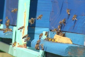 Slavonski med zaštićen na razini EU u rekordne 3 godine, sada nas očekuje puno posla oko certifikacije
