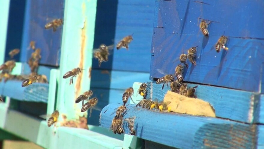 Slavonski med zaštićen na razini EU u rekordne 3 godine, sada nas očekuje puno posla oko certifikacije