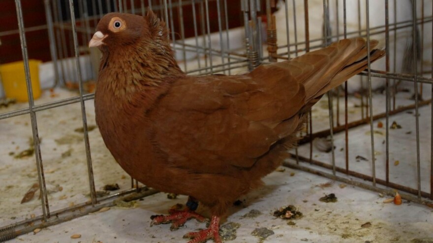 Entuzijasti ulažu napore za spas ugrožene pasmine - slavonskog prevrtača