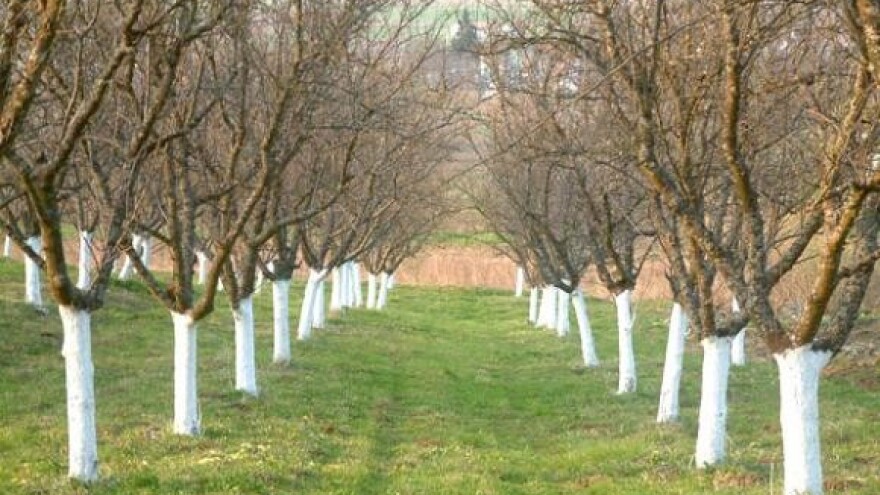 Dodatnim ulaganjem do velikog povrata u voćarstvu