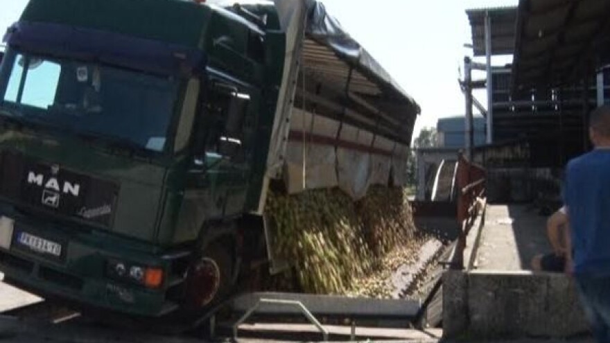 Jabuke još uvek voze u Budimku