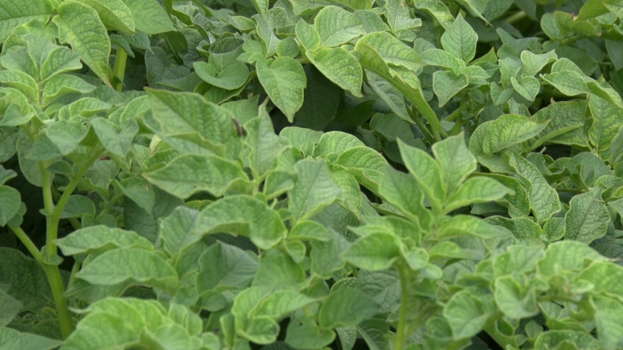 Uspeh u proizvodnji krompira: Proizvodnja semenskog i to na višoj nadmorskoj visini