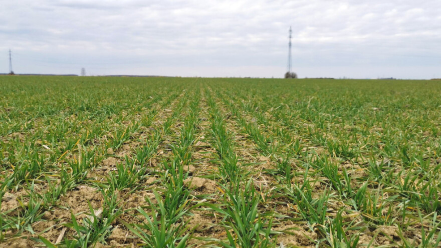 Monitoring pšenice je bitan - na što obratiti pozornost?