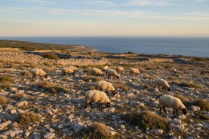 Slijedi povećanje broja grla paške ovce?