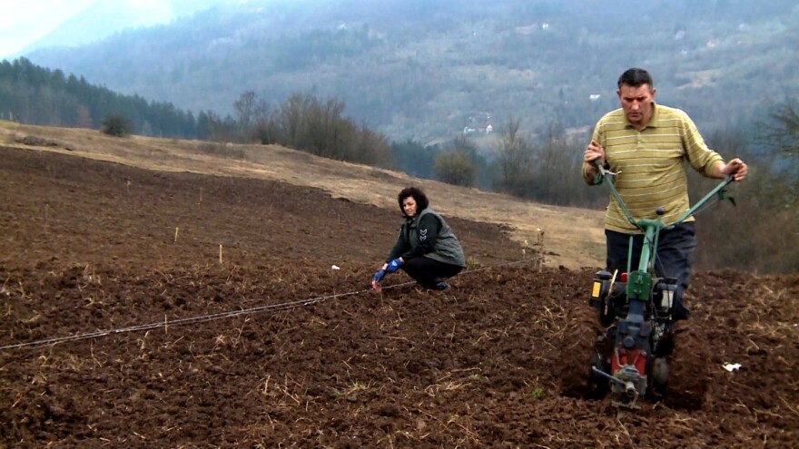 Zasadio plantažu od 500 sadnica pitomog lješnika