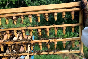 Formiranjem Centra za selekciju matica modernizovali pčelarstvo