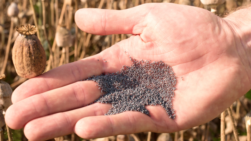Mak u narodnim vjerovanjima: Uz rakiju i za lijepe snove?