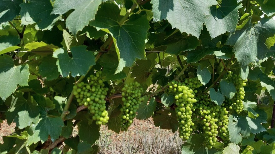 Primjenom biostimulatora do bržeg oporavka vinograda i maslinika u stresnim uvjetima