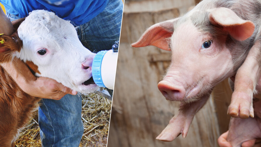 Ministarstvu: Ako sva sredstva odu ratarima, šta će biti sa stočarima?