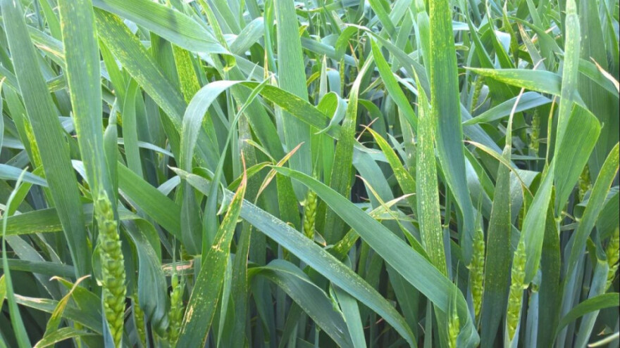 Zaštitite žitarice od bolesti za viši i bolji prinos