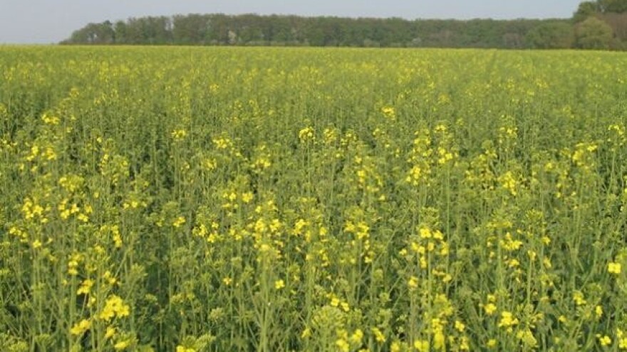 Rezultati uroda uljane repice 2012/2013