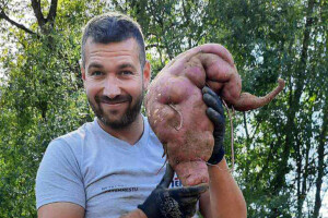 Krompir za Ginisa porastao u Vladičinom Hanu - težak 4,3 kilograma