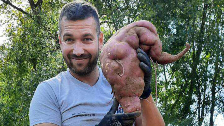 Krompir za Ginisa porastao u Vladičinom Hanu - težak 4,3 kilograma