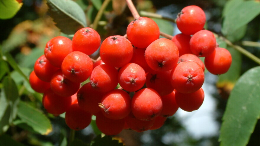 Jarebika - nepravedno zanemarena i zapostavljena šumska voćkarica
