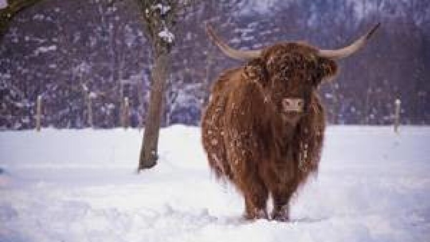 Uzgoj škotskog goveda na eko-imanju Šlavonci