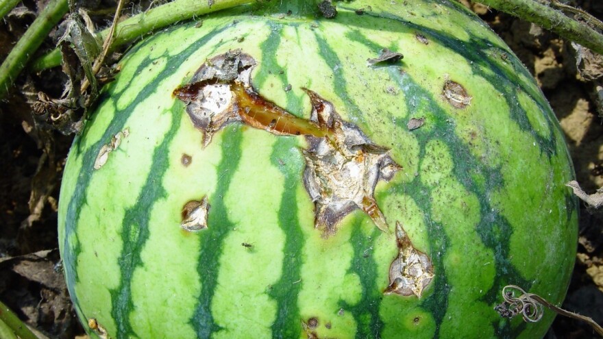 Zbog čega propadaju usjevi krastavca, dinja i lubenica tijekom kišnog ljeta?