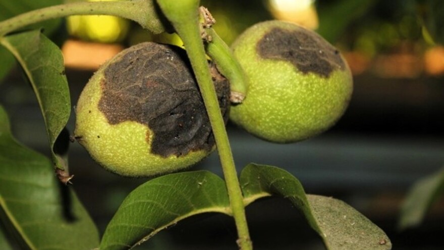 Kako spriječiti crnu pjegavost oraha koja pričinjava velike štete?