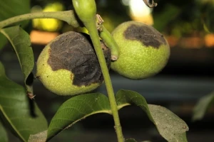 Kako sprečiti crnu pegavost oraha koja pričinjava velike štete?